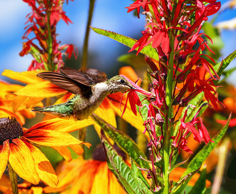 Summer Hummingbird 500 Piece Jigsaw Puzzle