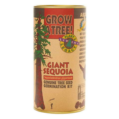 Giant Sequoia Tree Grow Kit